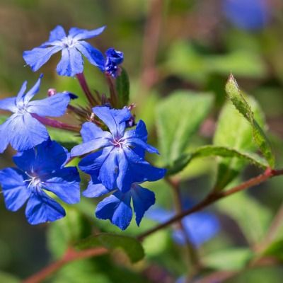 Ceratostigma de Griffith - Leaderplant