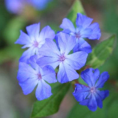 Ceratostigma de Griffith - Leaderplant