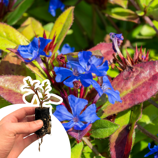 Ceratostigma plumbago rampant en mini-motte - Leaderplant