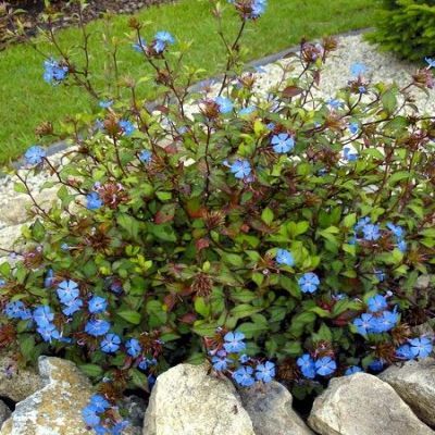 Ceratostigma de Willmott - Leaderplant