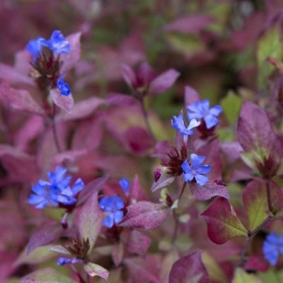 Ceratostigma de Willmott - Leaderplant