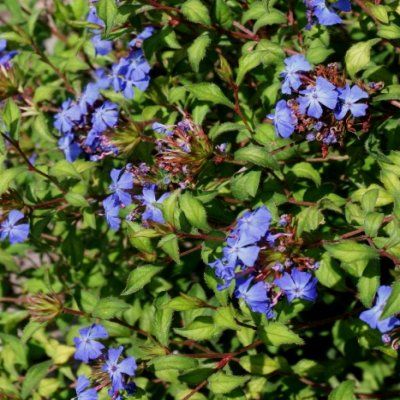 Ceratostigma de Willmott - Leaderplant