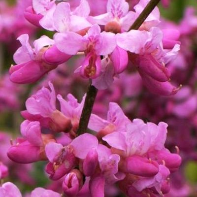 Cercis nain Avondale - Leaderplant