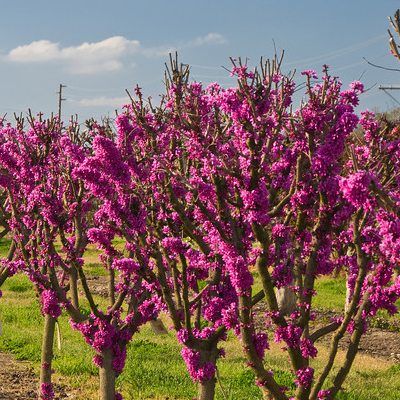 Cercis nain Avondale - Leaderplant