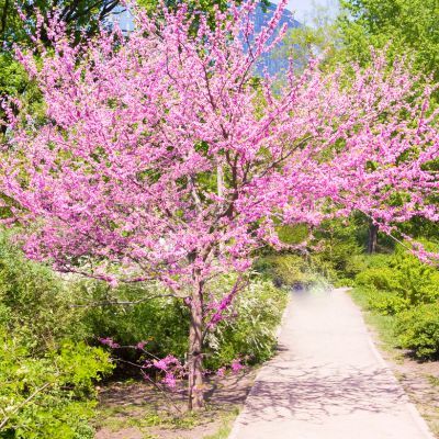 Arbre de Judée du Canada - Leaderplant
