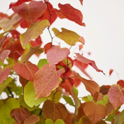 Arbre de Judée du Canada - Leaderplant