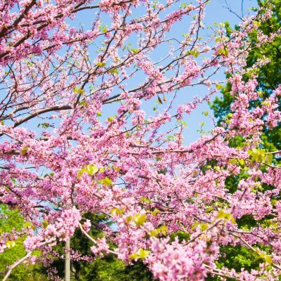 Arbre de Judée du Canada - Leaderplant