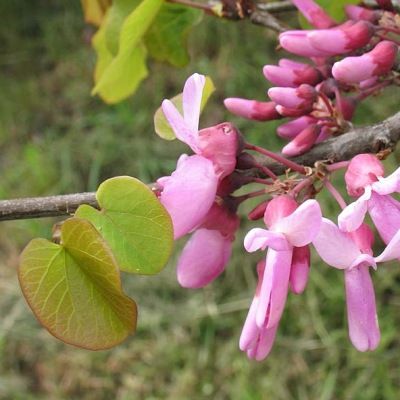 Arbre de Judée - Cercis - Leaderplant