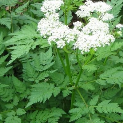 Cerfeuil Anisé - Leaderplant