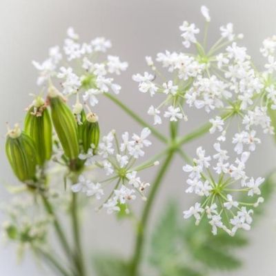 Cerfeuil Anisé - Leaderplant