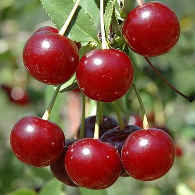 Cerise griotte Carmine Jewel - Leaderplant