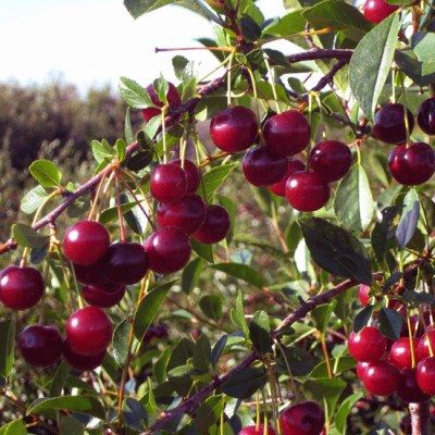 Cerise griotte Carmine Jewel - Leaderplant