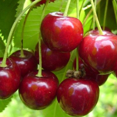 Cerisier Bigarreau Hedelfingen Riesenkirshe - Leaderplant