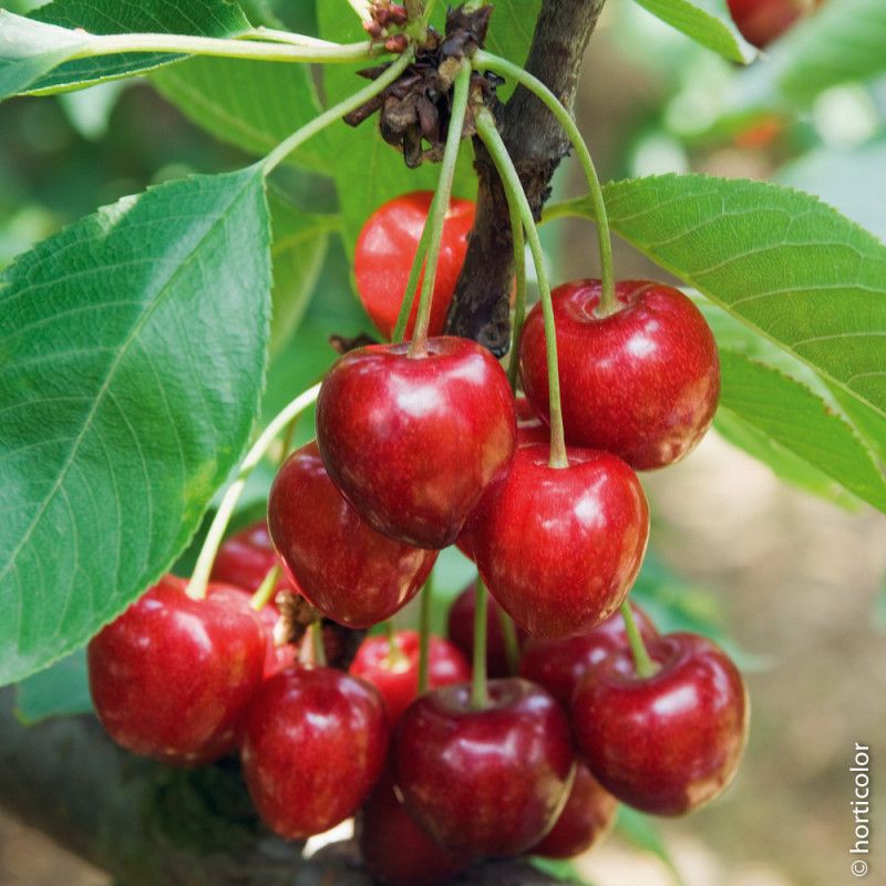 Cerisier Bigarreau Summit - Leaderplant