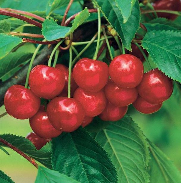Cerisier Bigarreau Summit - Leaderplant