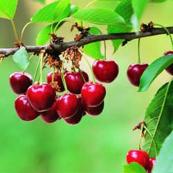 Cerisier Burlat - Leaderplant