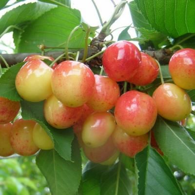 Cerisier Bigarreau Coeur de Pigeon - Leaderplant