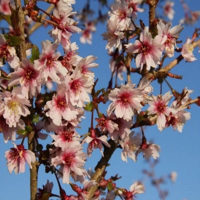 Cerisier du Japon Mikinori - Leaderplant