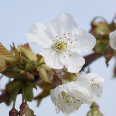 Cerisier Kordia - Leaderplant