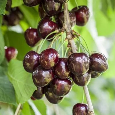 Cerisier Kordia - Leaderplant