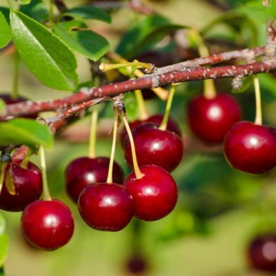 Cerisier nain Romeo - Leaderplant