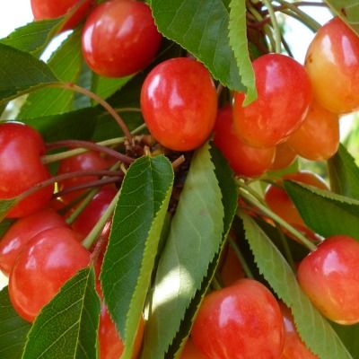 Cerisier Bigarreau 'Napoléon' - Leaderplant