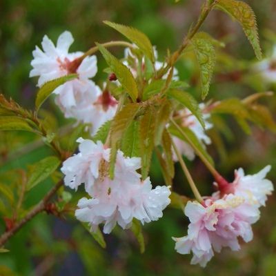 Cerisier du Japon Oshidori - Leaderplant