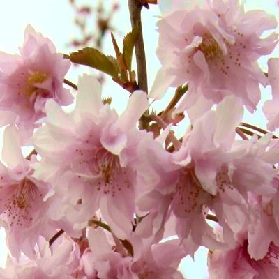 Cerisier du Japon Oshidori - Leaderplant