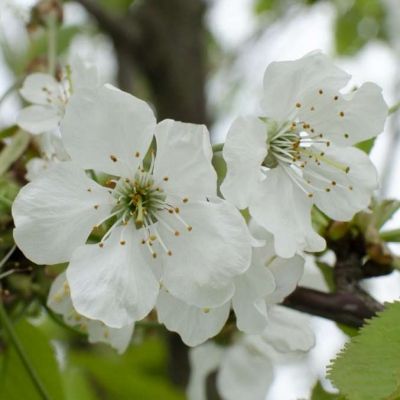 Cerisier Régina - Leaderplant