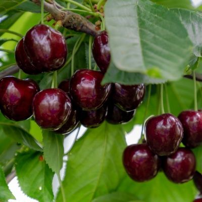 Cerisier Régina - Leaderplant