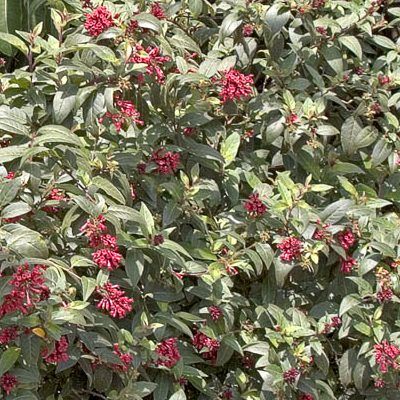 Cestrum Newellii Scarlet - Leaderplant