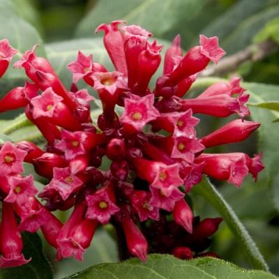 Cestrum Newellii Scarlet - Leaderplant