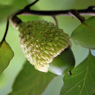 Chêne liège - Leaderplant