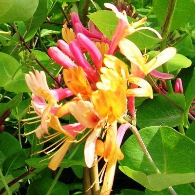 Chèvrefeuille grimpant Goldflame - Leaderplant