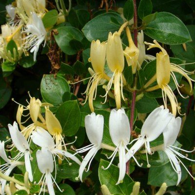 Chèvrefeuille grimpant Halliana - Leaderplant