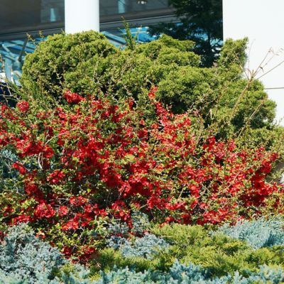 Cognassier du Japon Cido - Leaderplant