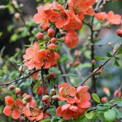 Cognassier du Japon Cido - Leaderplant