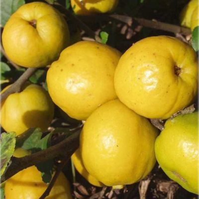 Cognassier du Japon Cido - Leaderplant