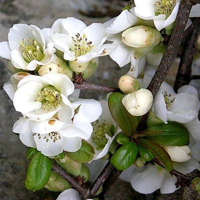 Cognassier à fleurs blanches - Leaderplant