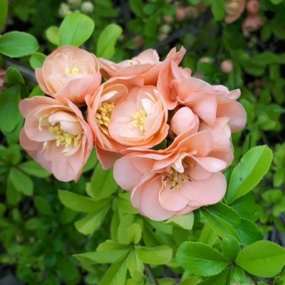 Cognassier du Japon Geisha Girl - Leaderplant