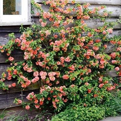 Cognassier du Japon Geisha Girl - Leaderplant