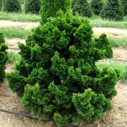 Faux cyprès du Japon Nana gracilis - Leaderplant