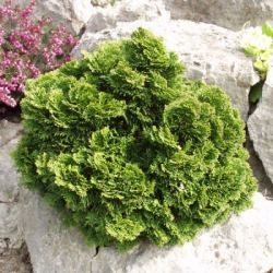 Faux cyprès du Japon Nana gracilis - Leaderplant