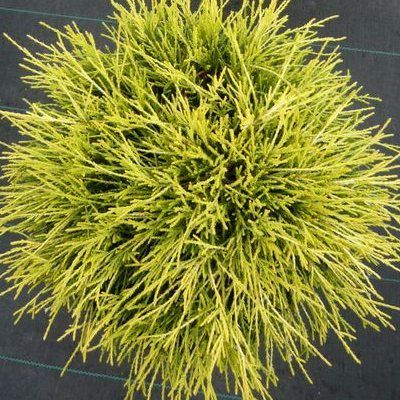 Faux cyprès Sawara du Japon - Leaderplant