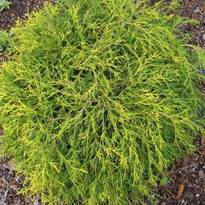 Faux cyprès Sawara du Japon - Leaderplant