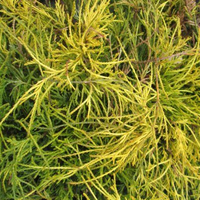 Faux cyprès Sawara du Japon - Leaderplant