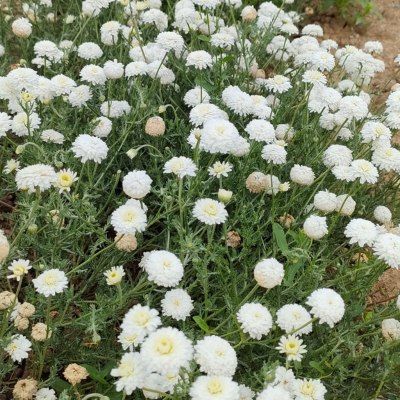 Camomille noble Ligulosum - Leaderplant