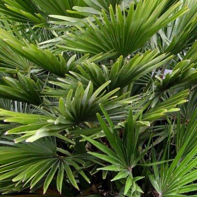 Palmier nain de Méditerranée - Leaderplant