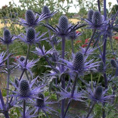 Chardon bleu d'Ornement Pen Blue - Leaderplant