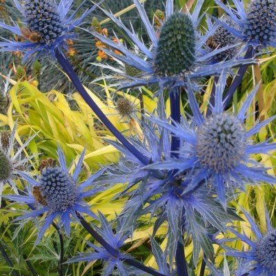 Chardon bleu d'Ornement Pen Blue - Leaderplant